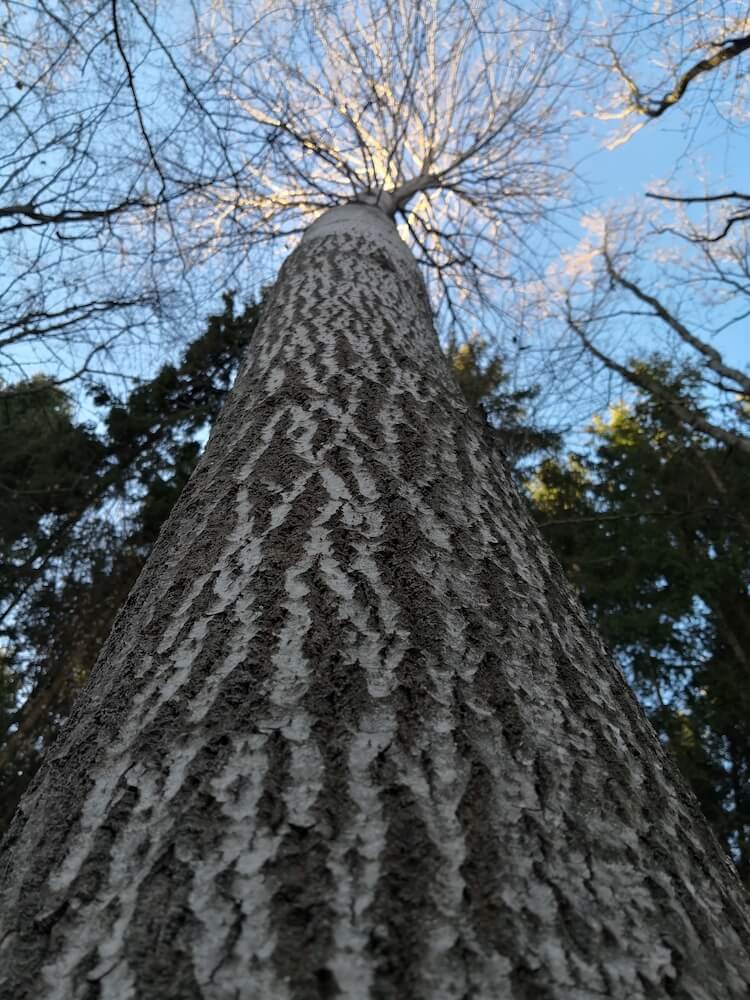 Birke Baum