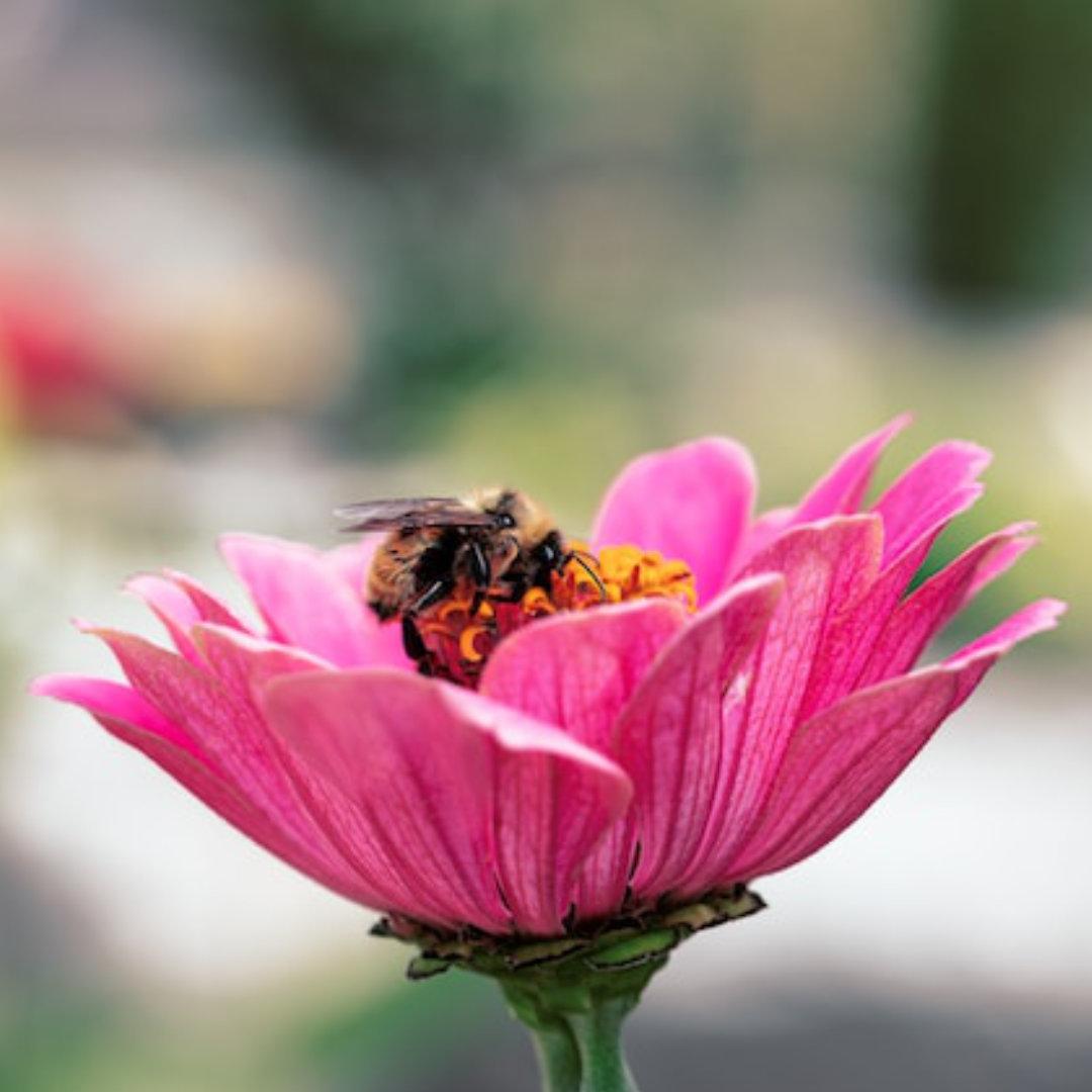 Biene in Blüte © Amy Lynn Grover