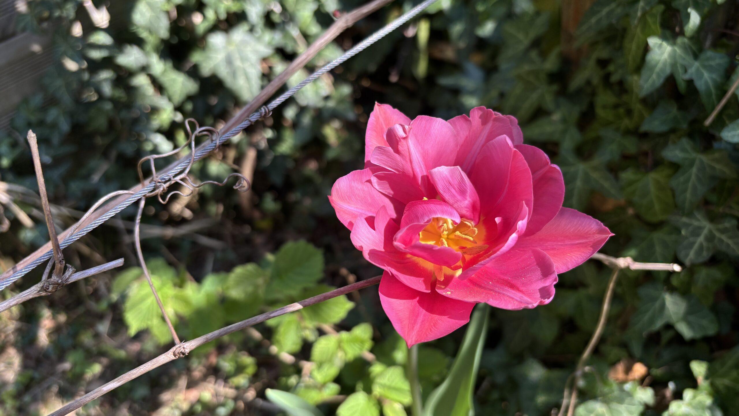 Gartenblume April 2026